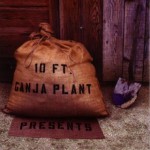 Purchase 10 Ft. Ganja Plant MP3