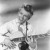 Purchase Tommy Steele